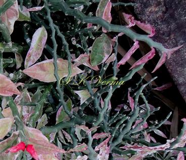  Spiral stems